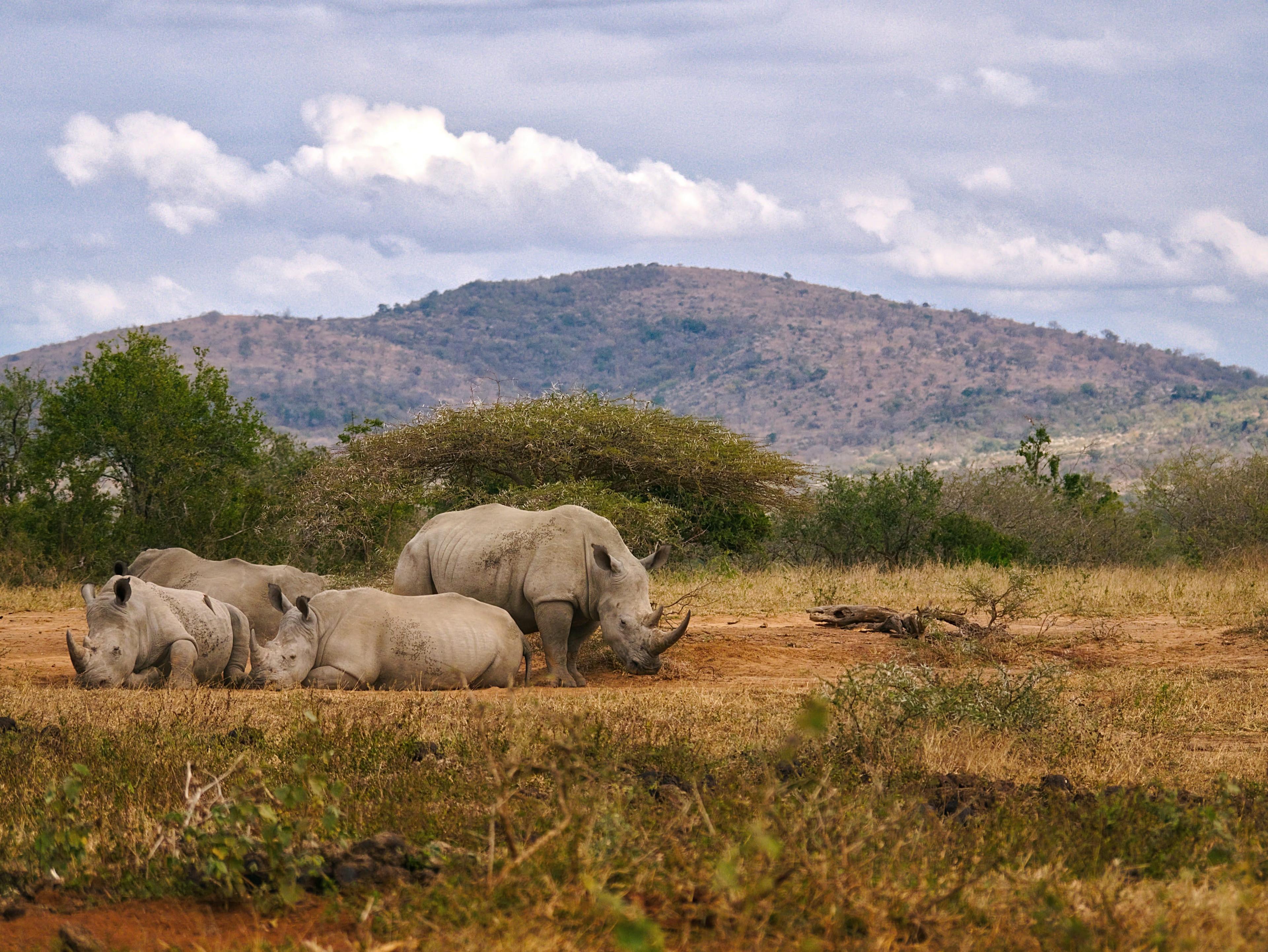 Three Safaris Worthy of Your Wanderlist